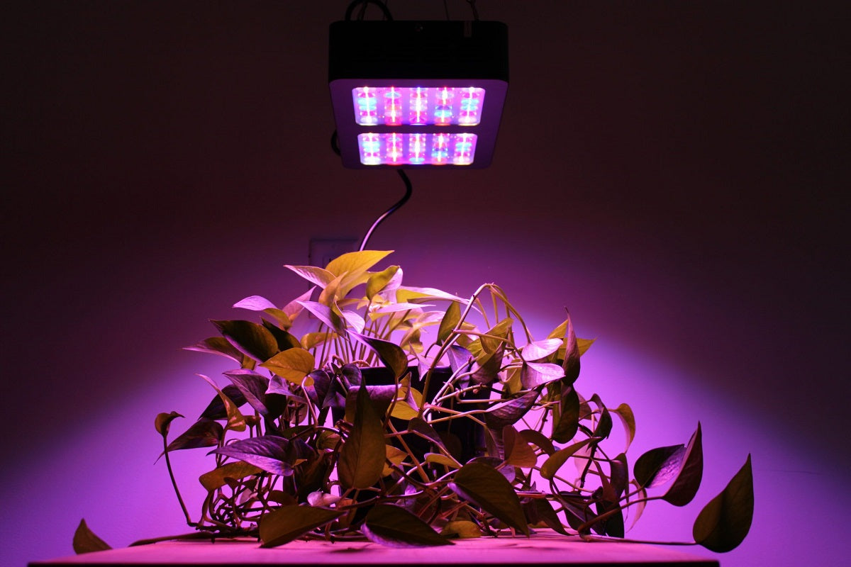 How to Choose the Best LED Grow Lights for Your Indoor Plants